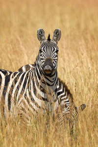 在非洲，肯尼亚国家公园的草地上斑马