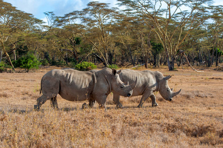 非洲白犀牛，肯尼亚国家公园