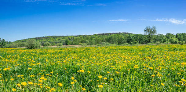蒲公英花卉在田野上, 春天全景
