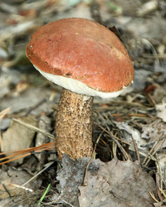 褐桦木单面蘑菇在森林地板上关闭视图