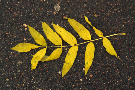 湿沥青路面上的黄叶。壁纸或设计的季节性背景