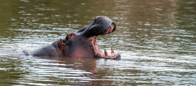 河马家族 河马 amphibius 在河里。肯尼亚国家公园, 非洲