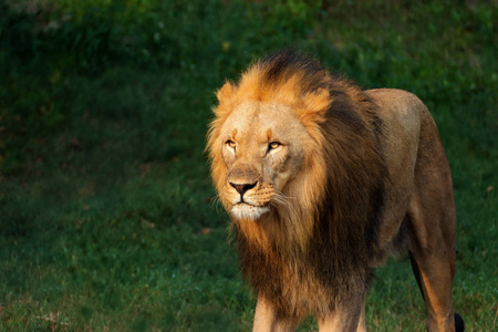 在夕阳的绿色背景下行走的狮子。照片从动物的世界