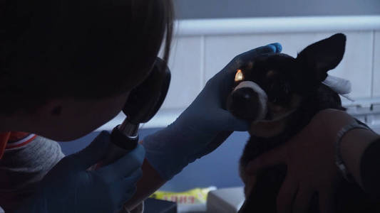 兽医眼科检查犬眼