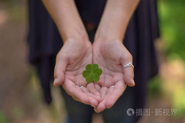 手捧着绿三叶草的叶子送到另一只手.模糊自然背景.