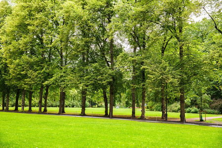 挪威奥斯陆公园的树木