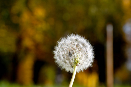 anthodium 蒲公英的形式上的绿草背景大蒲公英降落伞的一部分的天空