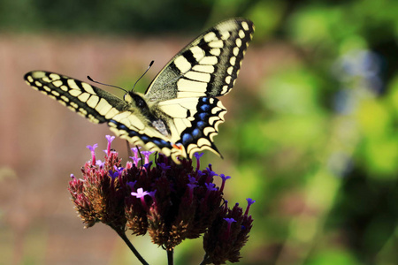 凤蝶 machaon 为女王的页蝴蝶以大翼跨度到75毫米