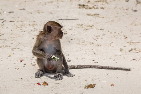 猴子在猴子海滩在皮皮岛海岛, 泰国在夏天天照片