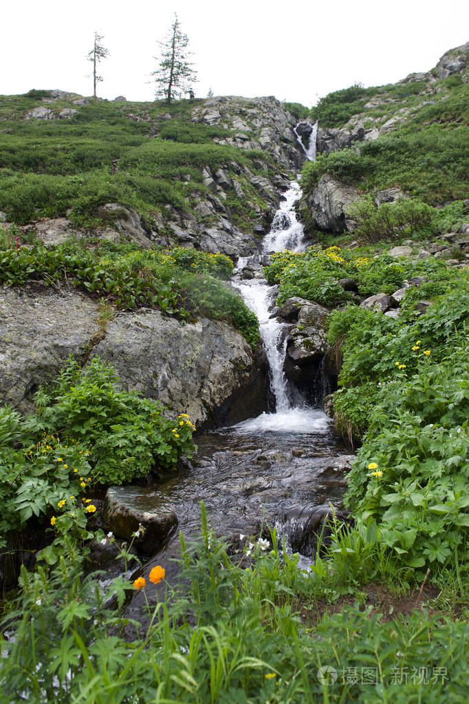 西伯利亚, 俄罗斯, 高山, 夏季, 森林, 全景, 景观, 针叶树, 小溪