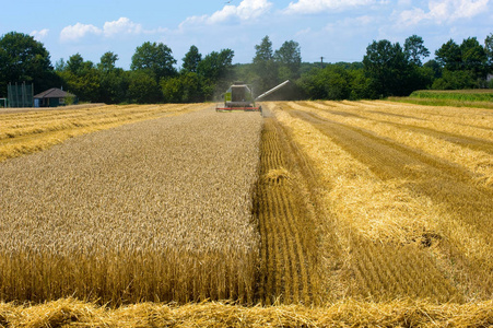 德国夏天, 一台联合收割机正忙于收割谷物。