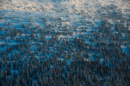 冬季山地森林阿尔卑斯山和积雪覆盖的树木的风景