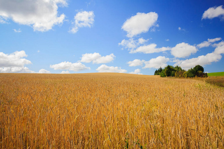 有收获的麦田图片