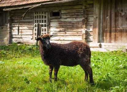 绵羊在山上的老木房子附近的绿色牧场上放牧。小褐羊在农场里吃草