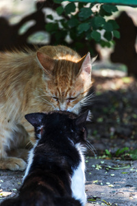 一群无家可归的猫在木凳下积极的行为在春季期间猫的锣期间。流浪猫无家可归危险的宠物在城市的街道上