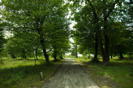 日落或日出在森林风景。阳光明媚, 阳光灿烂, 阳光普照, 在夏日森林中穿过树林。景色秀丽。阿塞拜疆的性质