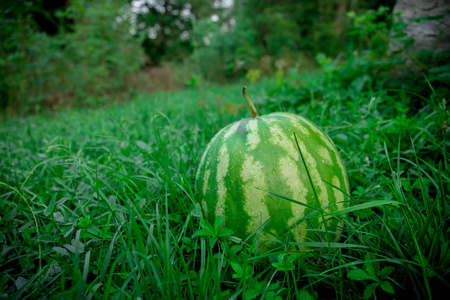 在草地上的绿色西瓜或在花园里种植西瓜.选择性聚焦照片