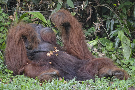 Orangutango, 庞戈波罗门在丛林里吃东西