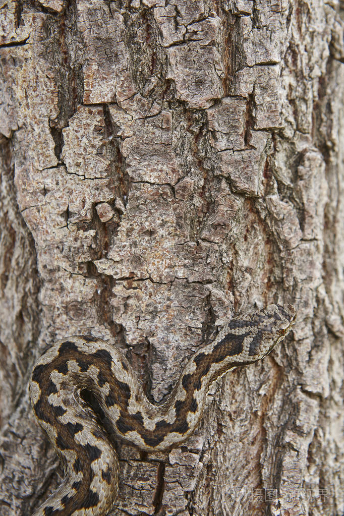 蛇伪装。Vipera 在树干表面 aspis 细节。垂直