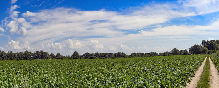 新鲜的甜菜顶部在蓝天的背景下, 几个植物在一个农业领域。全景