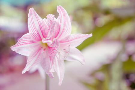 白百合花束照片 正版商用图片04wc1r 摄图新视界