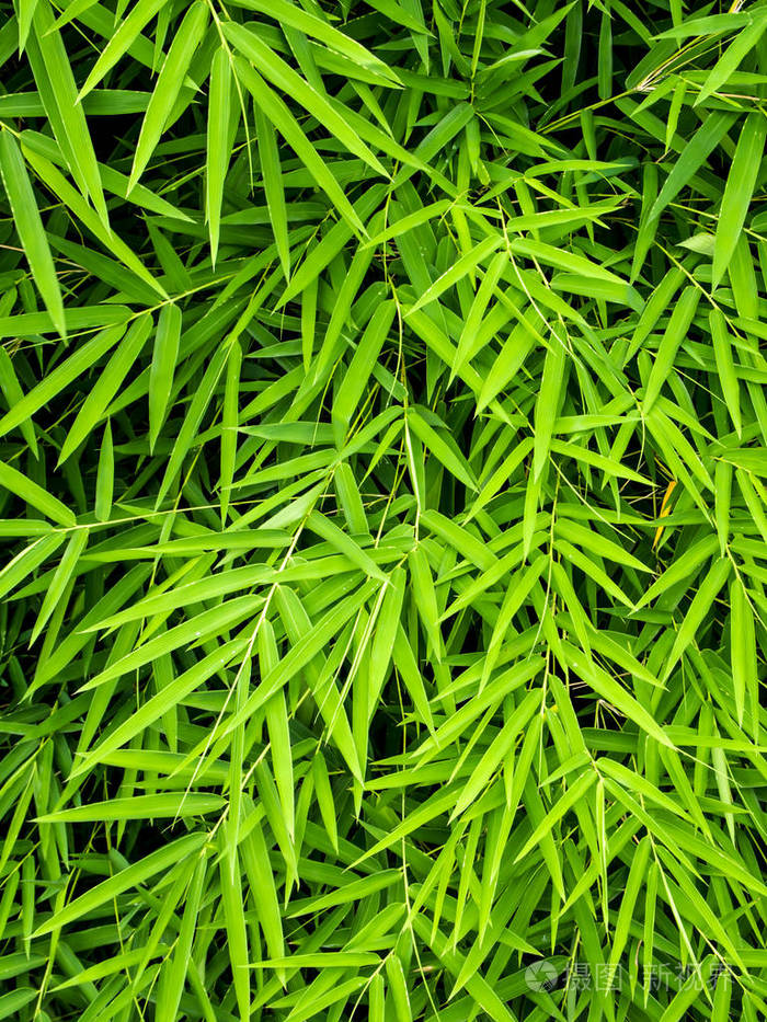 竹叶绿色背景的鲜艳绿色