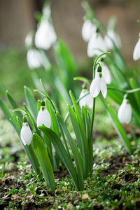 五彩缤纷春季白花与柔和的背景图片