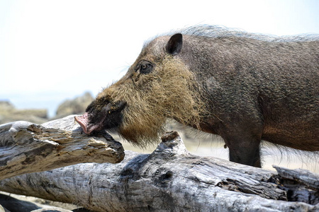 个婆罗洲大胡子猪相似素材图片