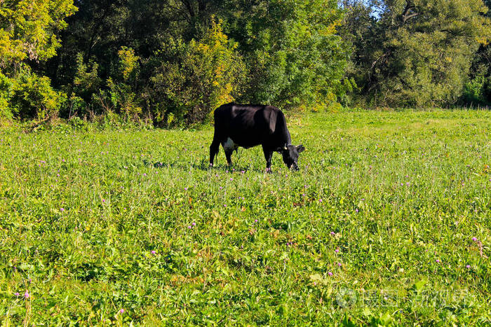 ݵϵĻţ_дţڲݵ_ţڲݵʲôд
