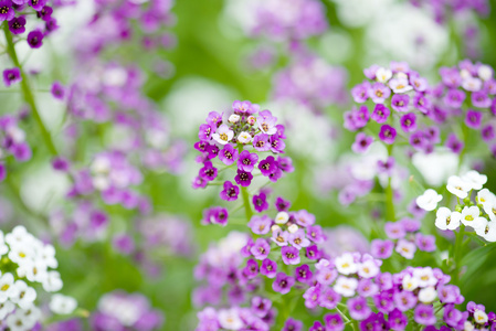 丁香 alyssum 花背景