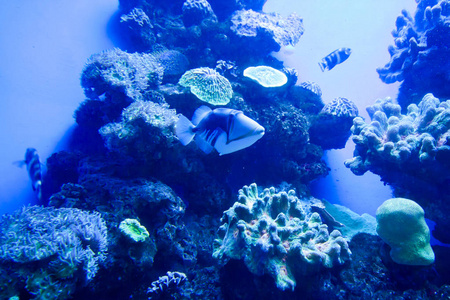 多彩异国热带的鱼类水下水族馆