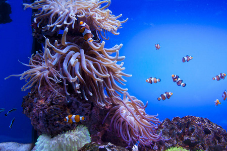 多彩异国热带的鱼类水下水族馆