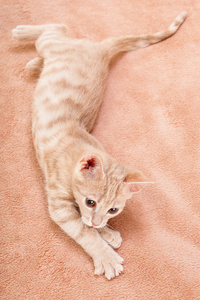 桃子条纹猫