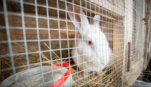 白色的兔子,在笼子里看起来悲伤照片