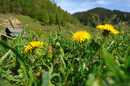 美丽的风景，与 foalfoot 花谅解备忘录的背景上