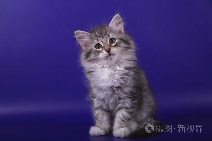 小西伯利亚小猫在蓝色的紫罗兰色背景