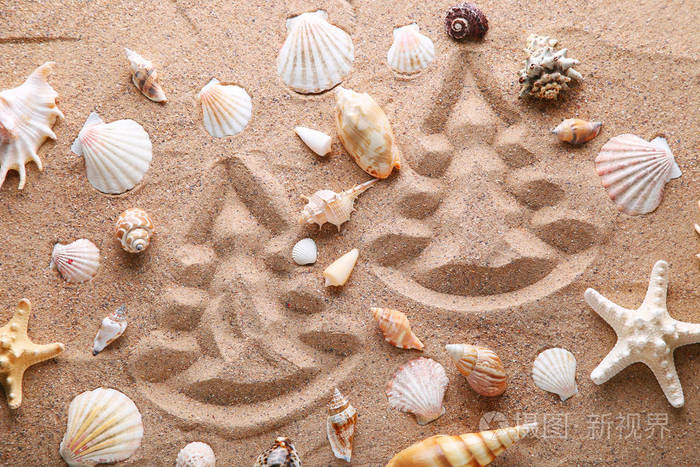 贝壳与冷杉在沙子上绘制