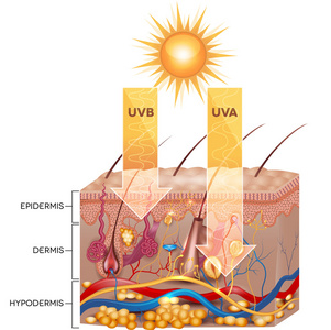 Uvb 和 Uva 辐射