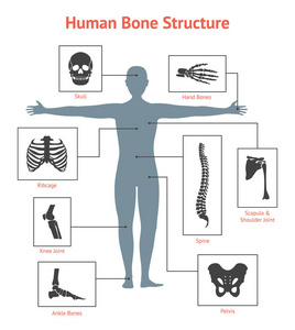 人类的骨骼和部分集卡或海报。矢量