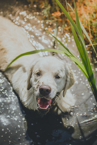 狗品种黄金猎犬