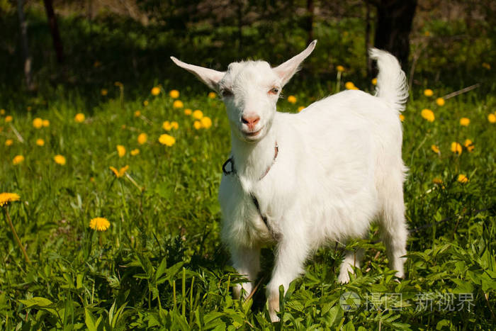 在阳光明媚的春天的花园草甸小白山羊