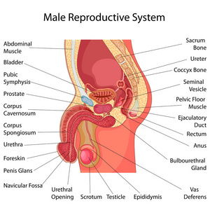 教育的生物学为男性生殖系统关系图的图表