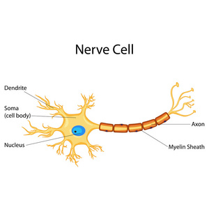 教育的生物学神经细胞图