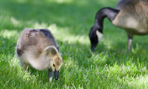 加拿大鹅吃草可爱的小鸡的照片