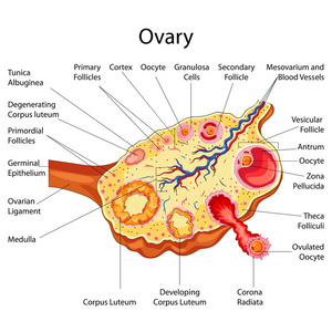 教育的生物学卵巢图