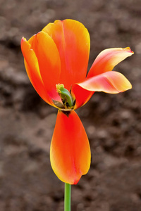 郁金香花股票图像