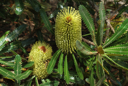 澳大利亚植物学图片
