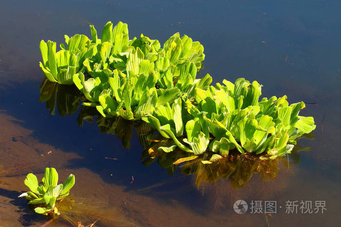 水生菜或水玫瑰水浮