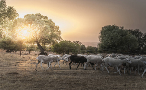 群羊在日落时
