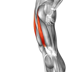 人类的大腿解剖